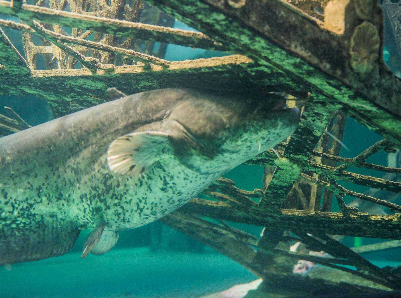 Aquarium Hurghada Preise